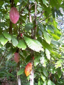 A cacao tree